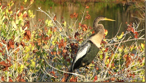 Black Point drive, Gator road_083