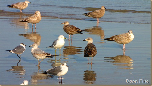 pond and gull fly in_098