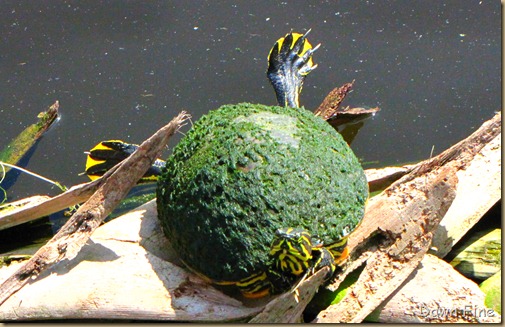 Turtle (6)