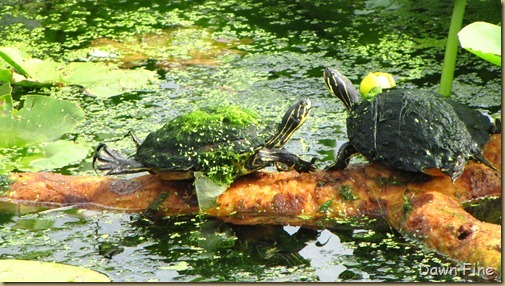 Turtles (8)