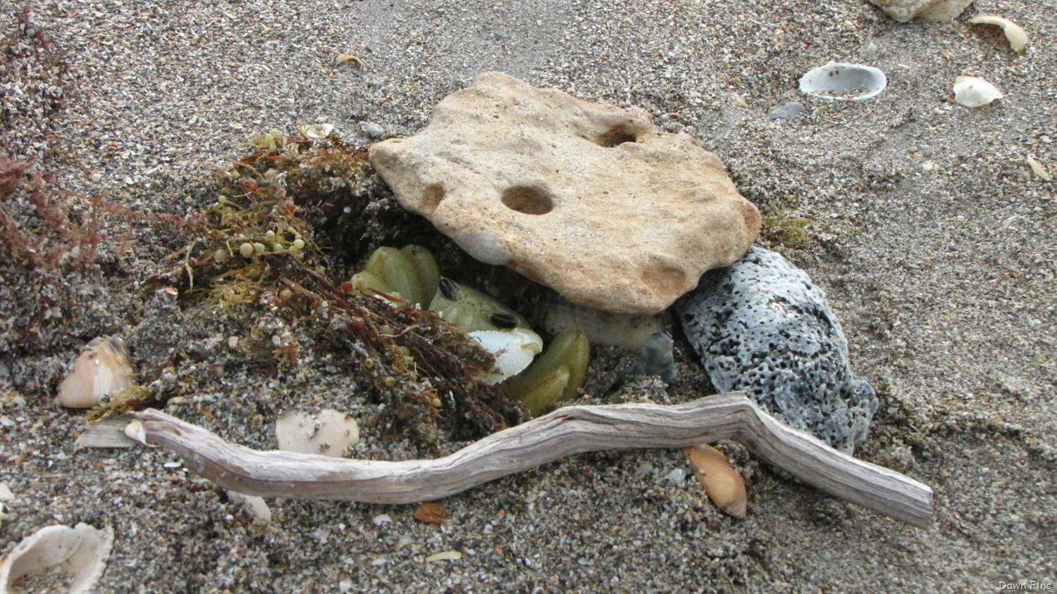 [Hutchinson-Island_0433.jpg]