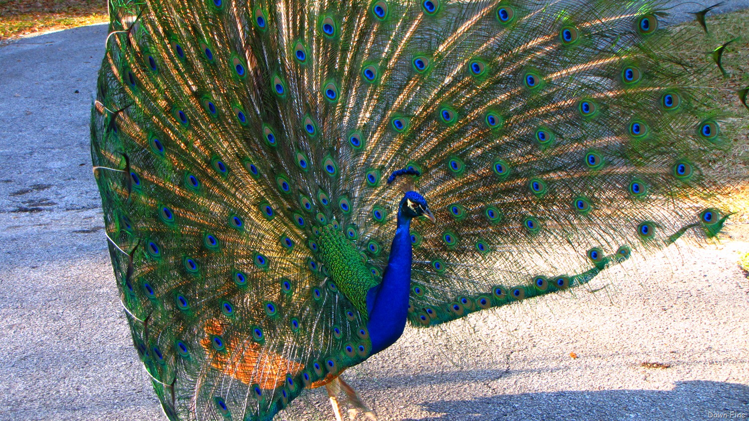 [Peacocks @Magnolia Park, Apopka Florida_115[8].jpg]