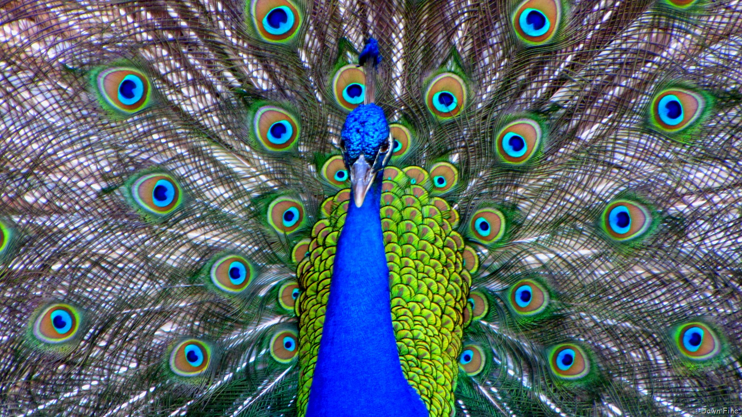 [Peacocks @Magnolia Park, Apopka Florida_103[7].jpg]