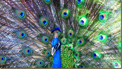 Peacocks @Magnolia Park, Apopka Florida_110