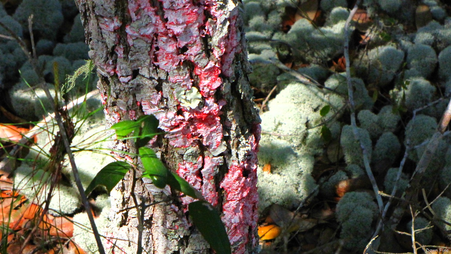 [Ocala NF_012[4].jpg]