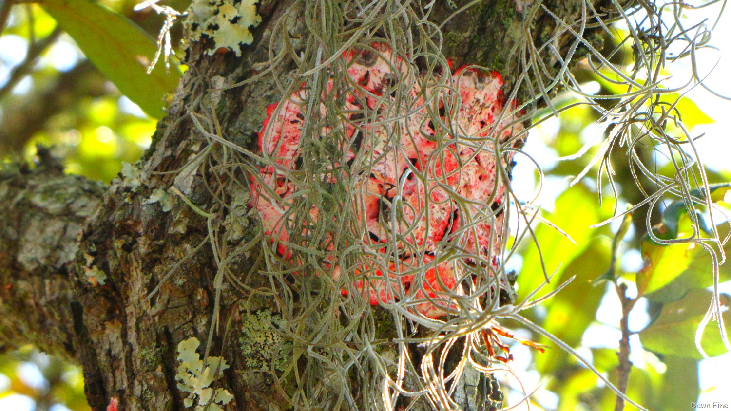 [Ocala NF_015[5].jpg]