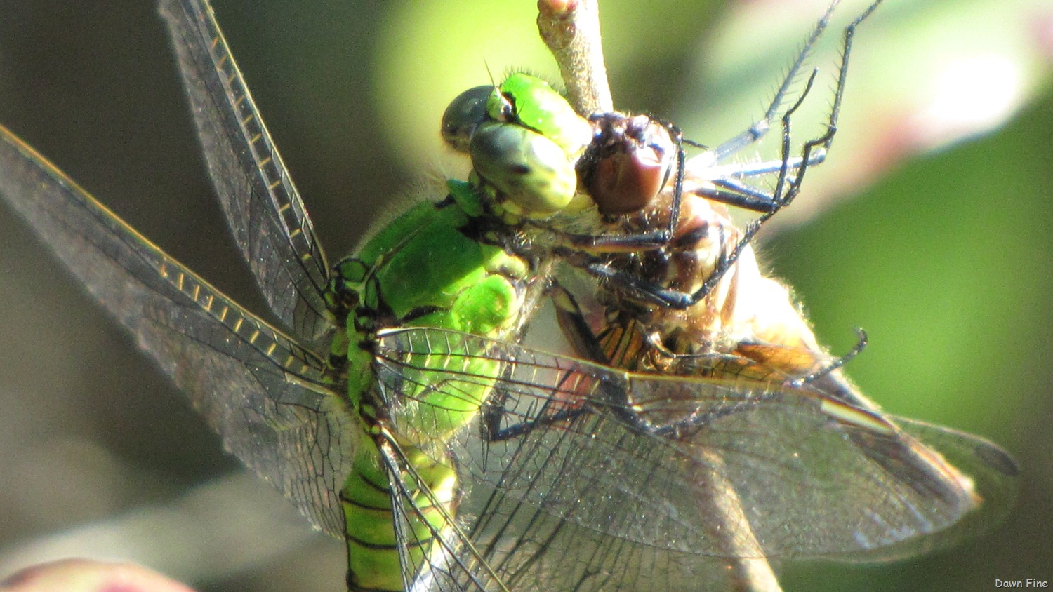 [Ocala NF_055[3].jpg]