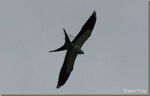 swallowtailed kite_028