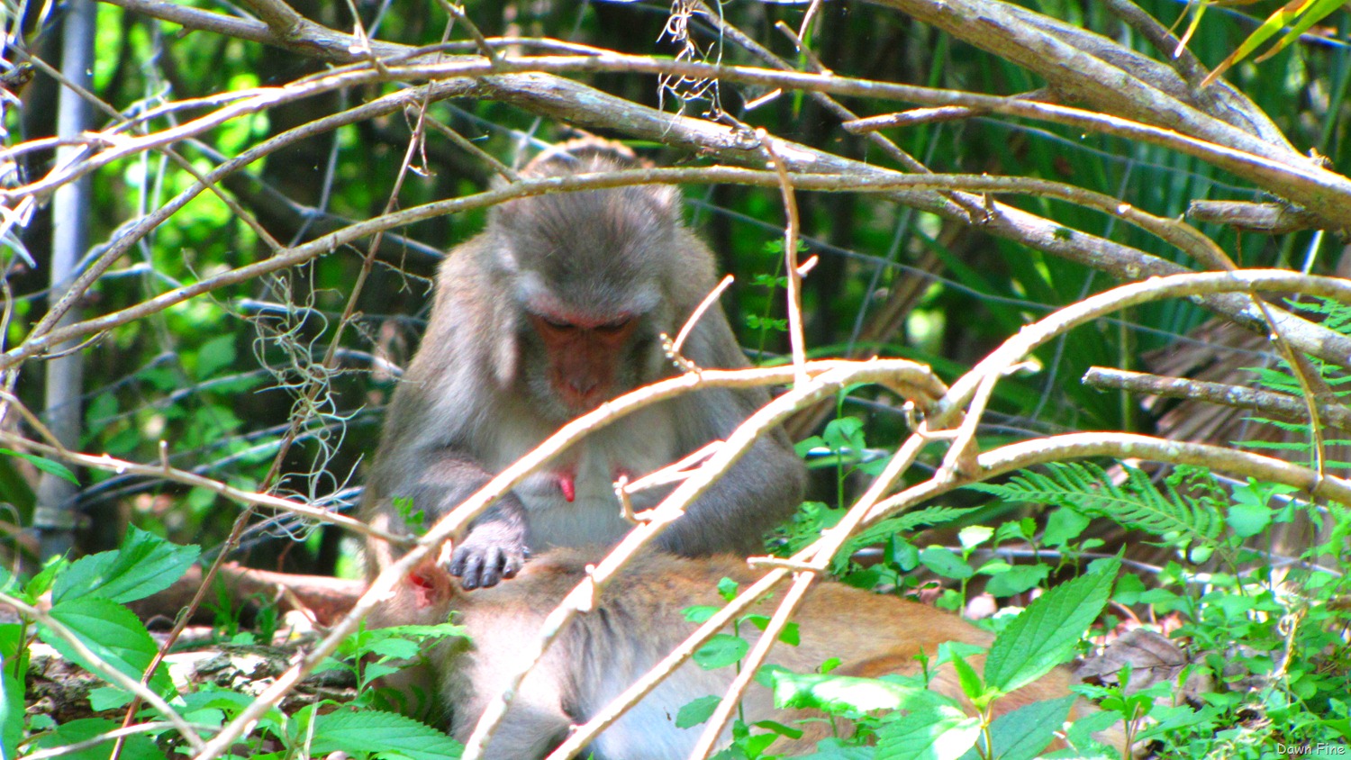 [Silver-Springs-State-Park_1348.jpg]