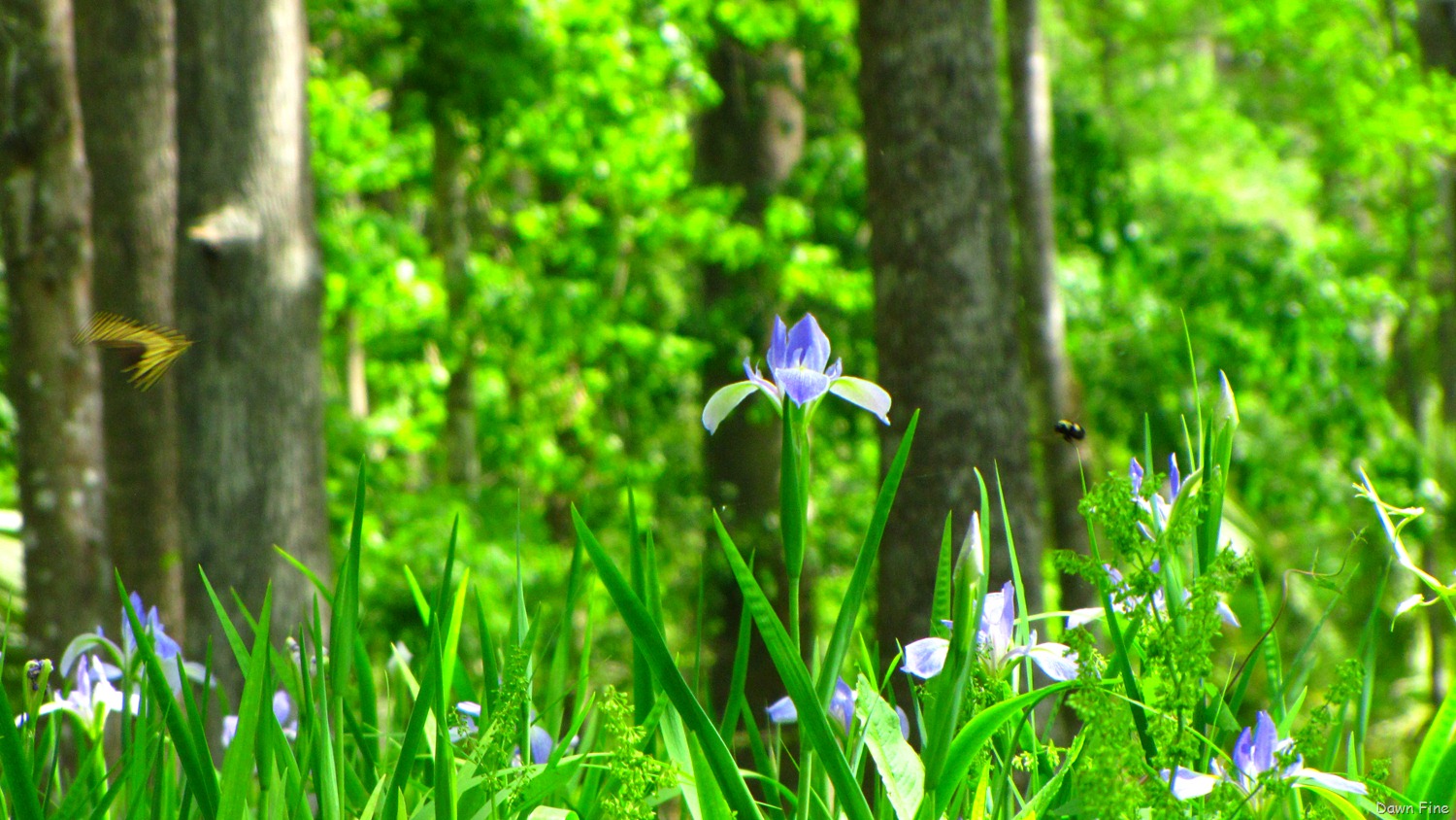 [Silver-Springs-State-Park_1514.jpg]