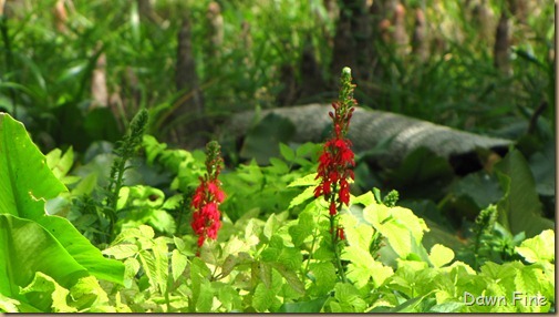 Silver Springs State Park_206