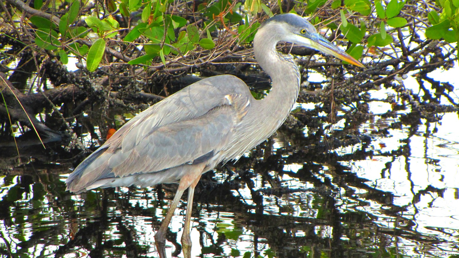 [Black-Point-drive-Gator-road_0074.jpg]