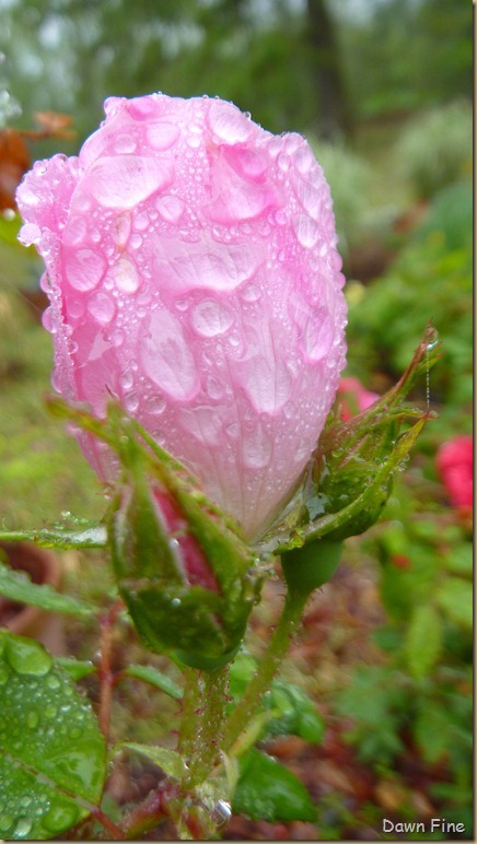 Water droplets and flowers_024