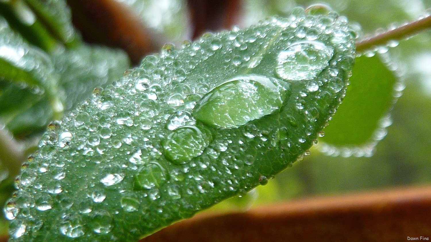 [Water-droplets-and-flowers_0563.jpg]