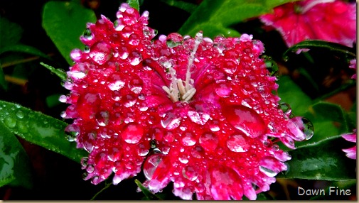 Water droplets and flowers_048