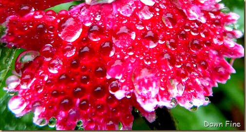Water droplets and flowers_052