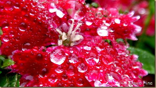 Water droplets and flowers_053