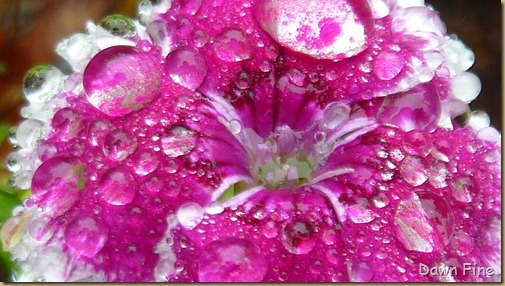 Water droplets and flowers_030