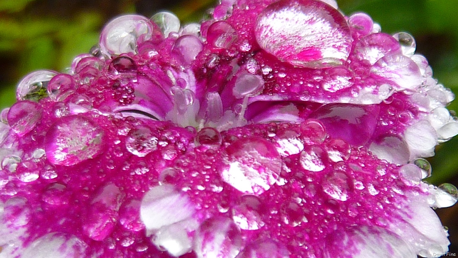 [Water-droplets-and-flowers_0313.jpg]