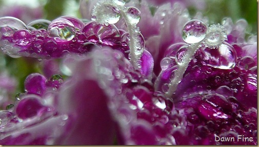 Water droplets and flowers_036
