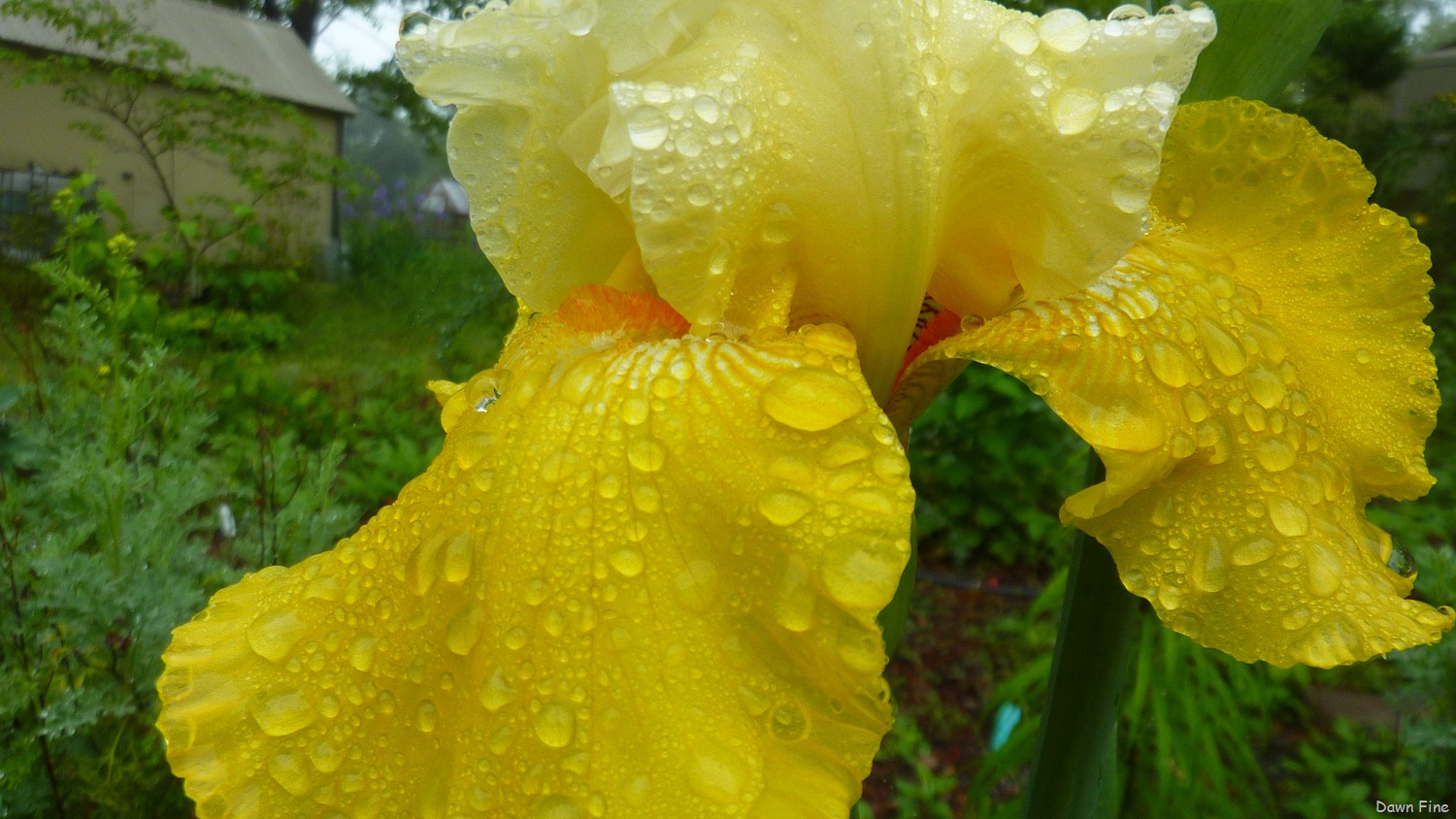 [Water-droplets-and-flowers_0853.jpg]