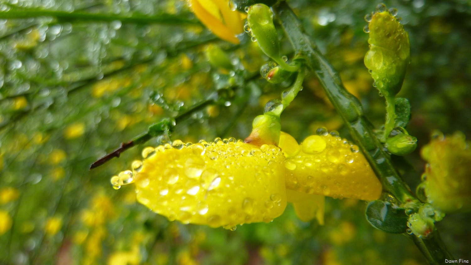 [Water-droplets-and-flowers_1013.jpg]