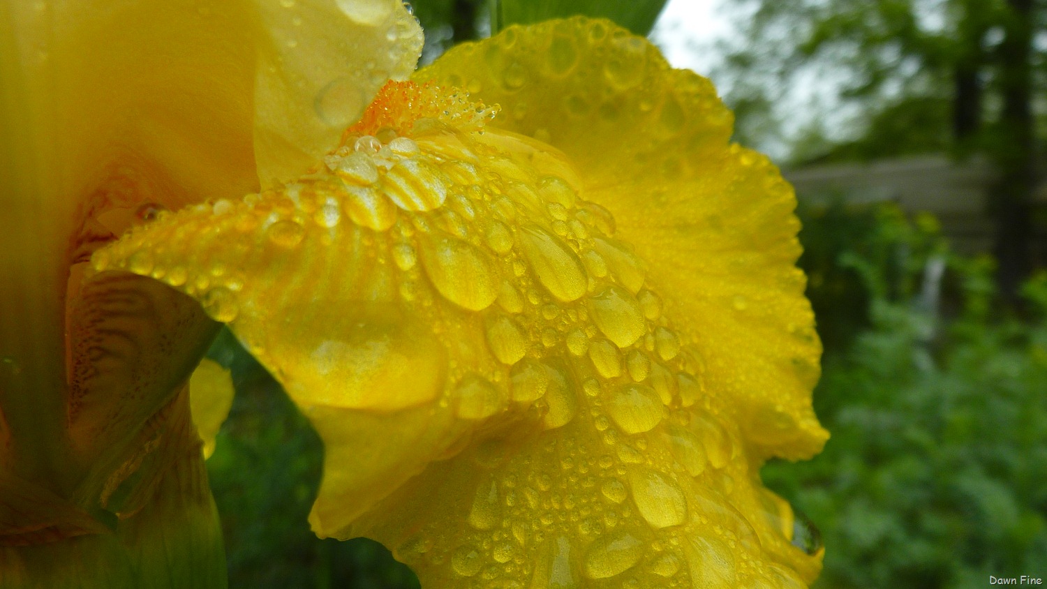[Water-droplets-and-flowers_0903.jpg]