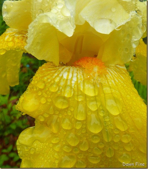 Water droplets and flowers_091