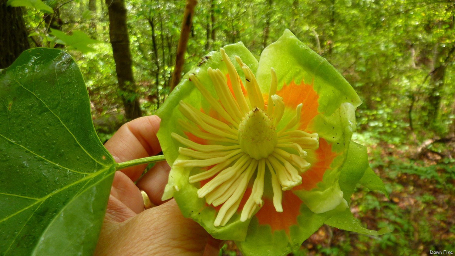 [Water-droplets-and-flowers_1063.jpg]