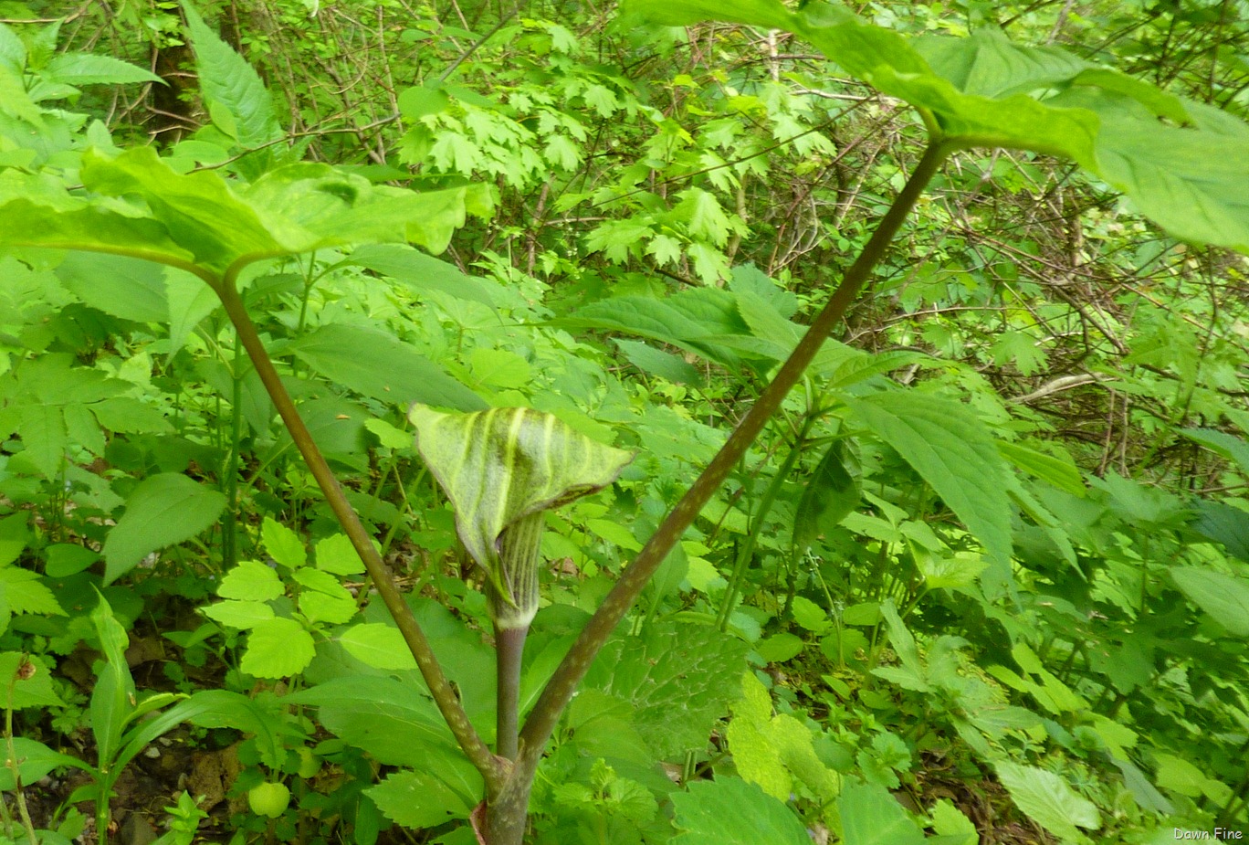 [New-River-day-2_0224.jpg]