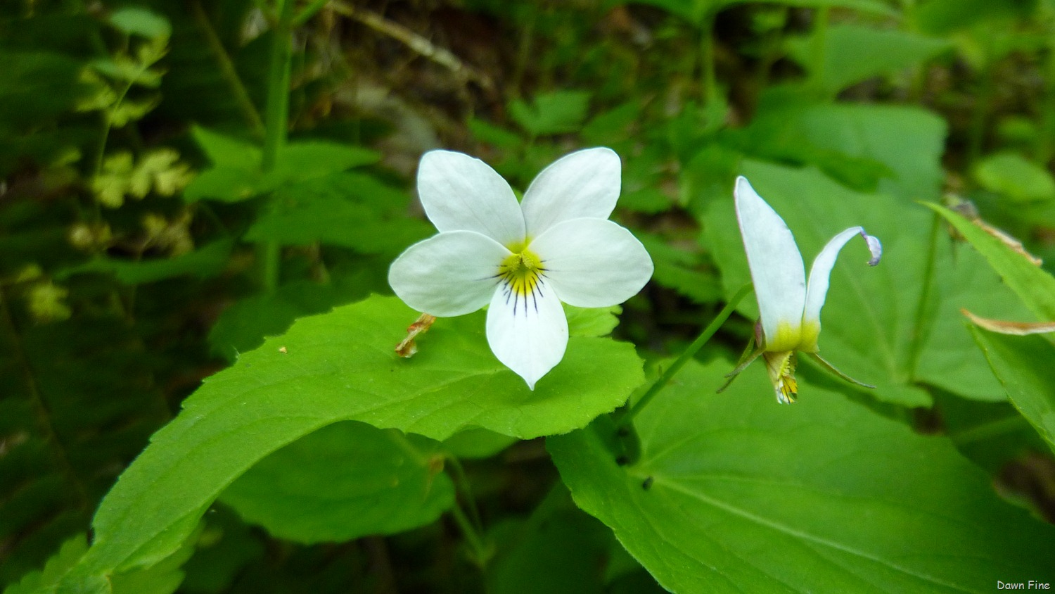 [New-River-day-2_0273.jpg]