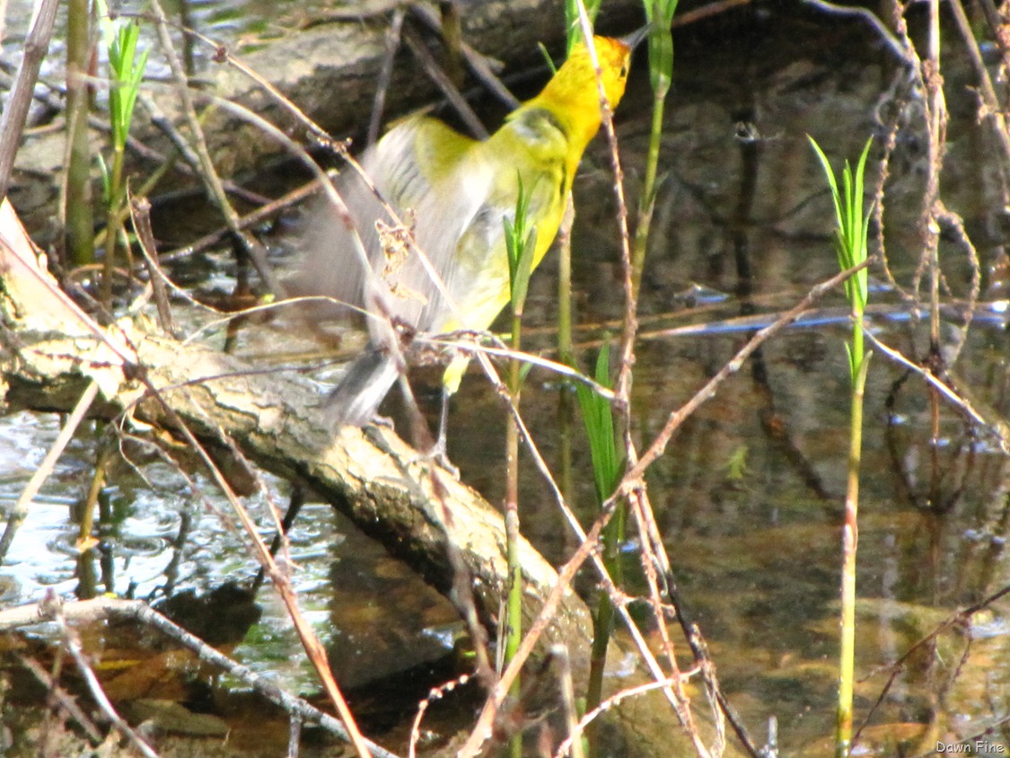 [Prothonatary-Warbler-33.jpg]