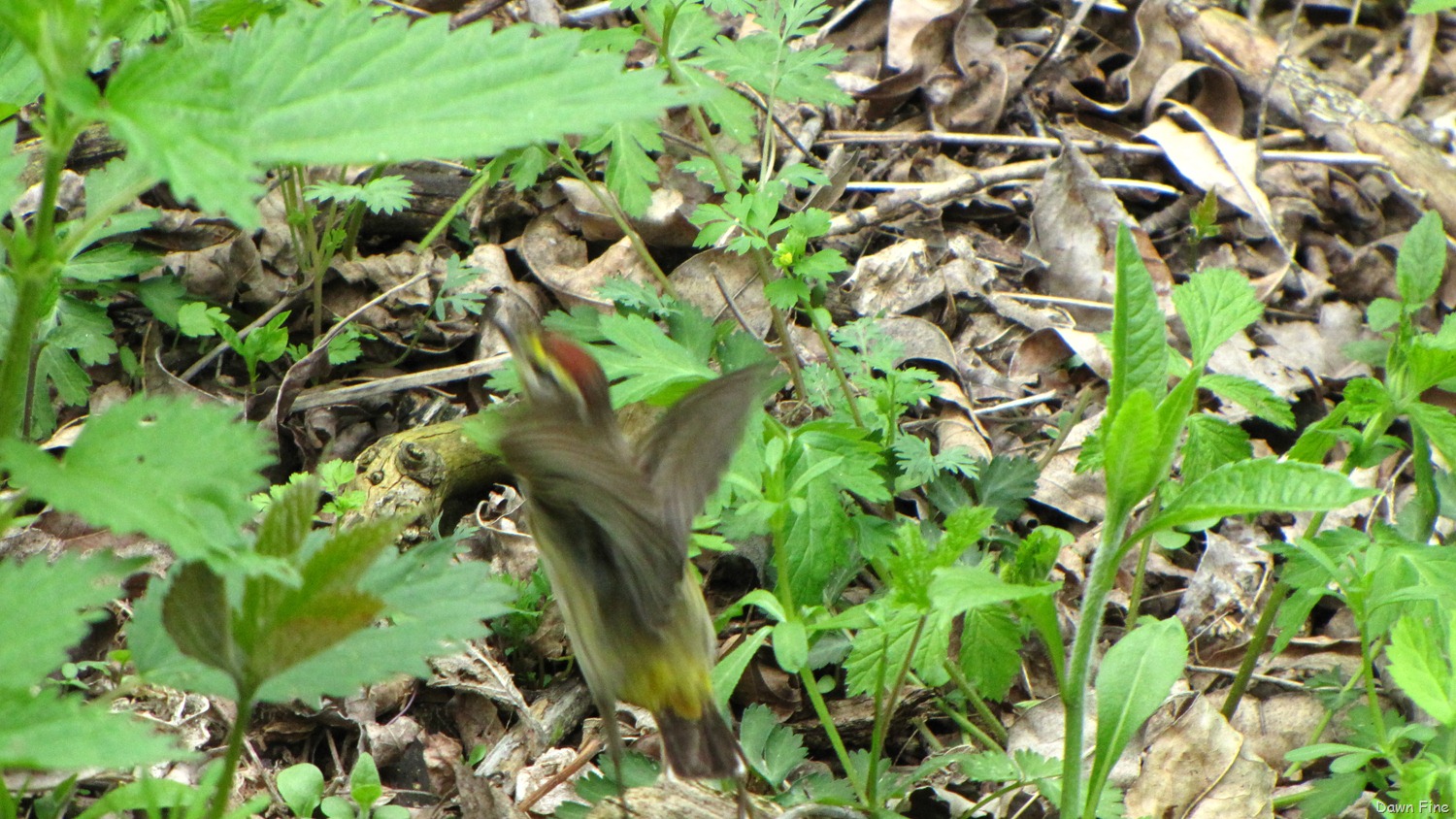 [Palm-Warbler-53.jpg]