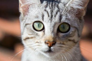 Viso di gatto