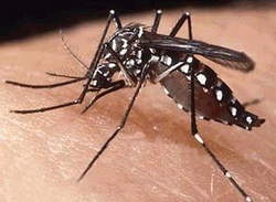 [Aedes aegypti[4].jpg]