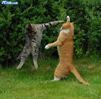 Fatality