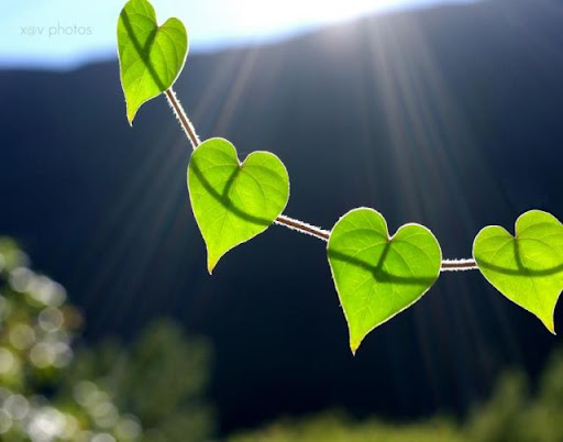 Valentine Design (Foto,pics,gambar)
