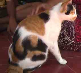Kucing dengan Tulisan Arab Ber Lafal Allah di bulunya Kucing dengan Tulisan Arab Ber Lafal Allah di bulunya