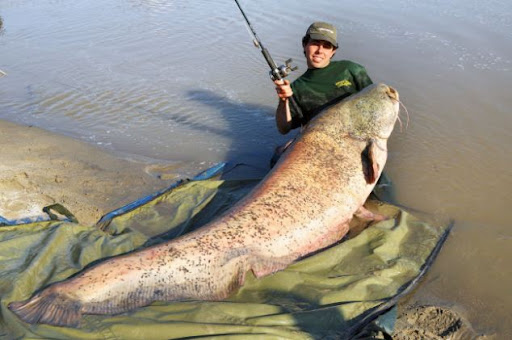 Ikan Lele Raksasa seberat 113 Kg ditangkap | Giant Catfish