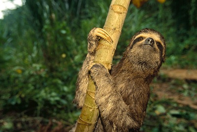 slothi