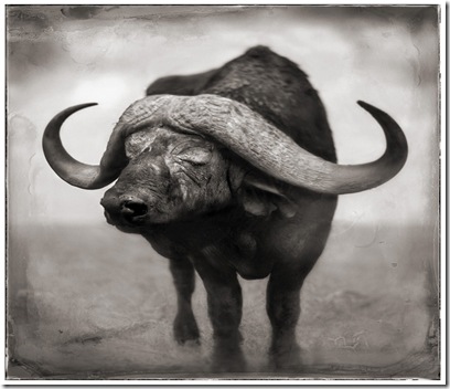 37 Buffalo Blind in One Eye Resting 37 Buffalo Blind in One Eye Resting