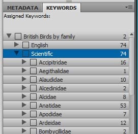[BritishListbyFamily_FirstImageBridge[5].jpg]