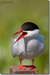 MJMW_AVIAN_1001909