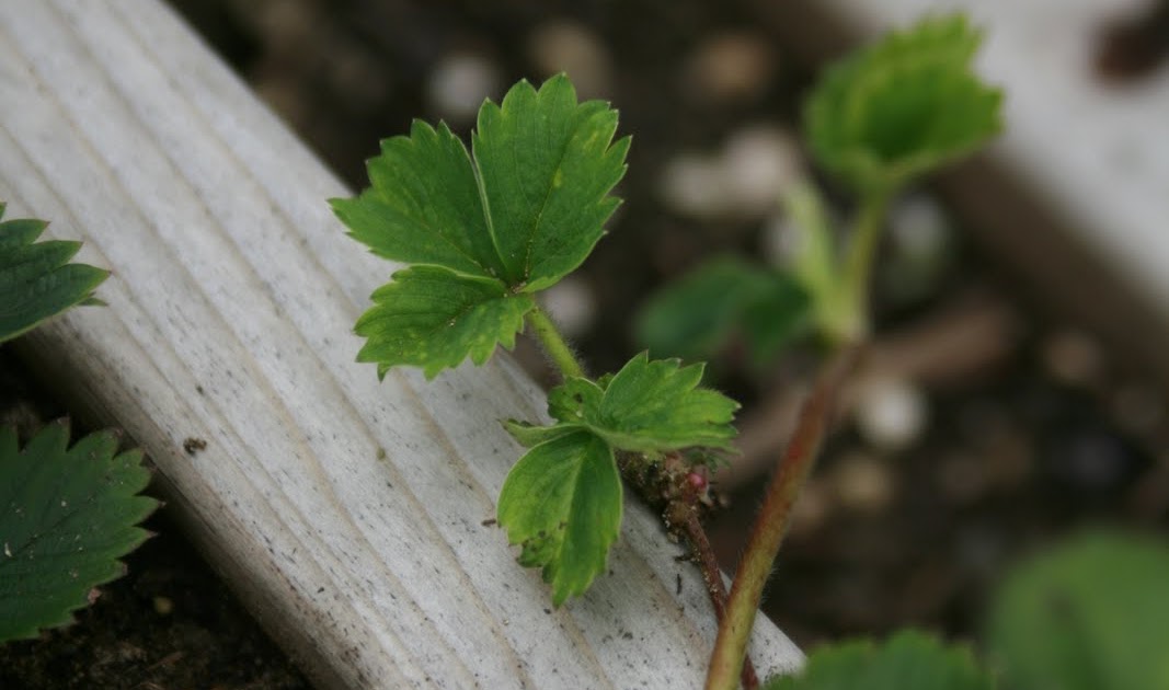 Strawberry Runners Collecting the Moments