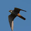 Hobby