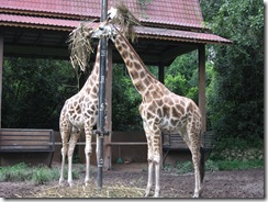 IMG_0147 IMG_0147