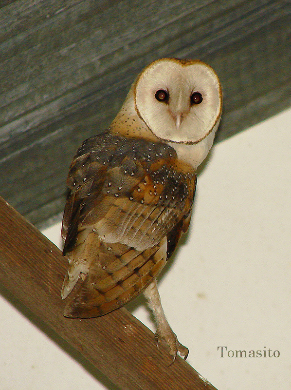 FORONATURA Lechuza De Campanario Aves