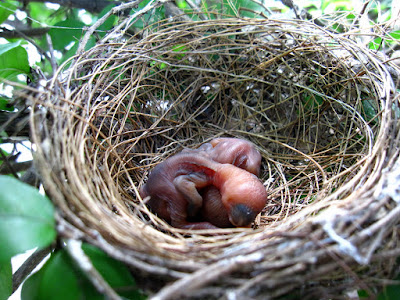 the nest