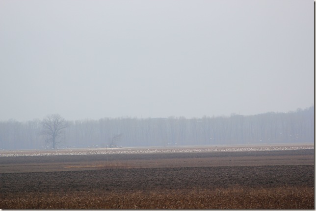 A field with white along the edge