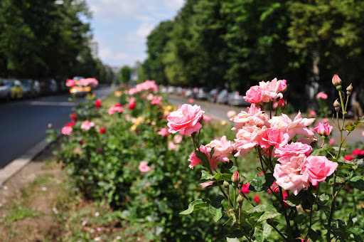 Roses